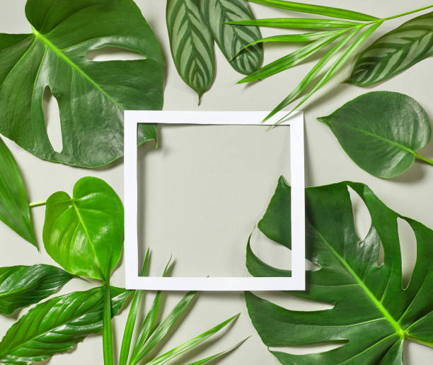 istock various tropical leaves and white paper frame 861539540