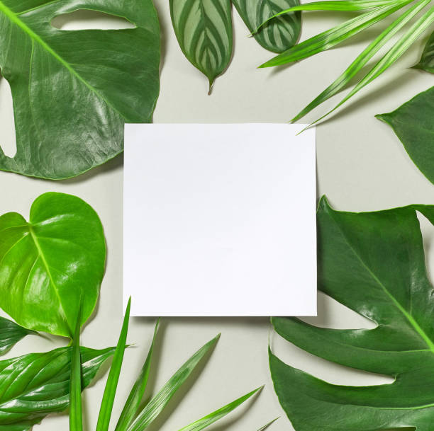 istock various tropical leaves and white paper frame 861539548