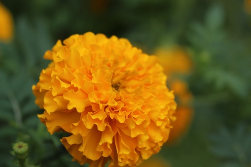 selective focus and  blurry close up  of Marigolds flowers.Yellow Flower.