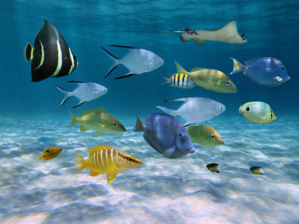 istock School of fish over a sandy ocean floor 861539642