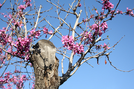 Blossom of a cut tree symbolising awakening of life