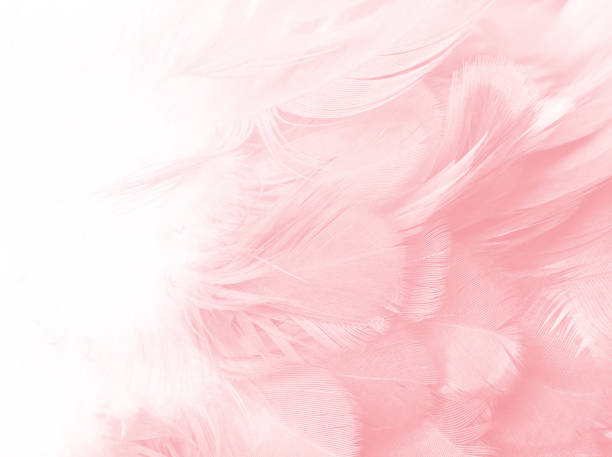 Soft Pink Feathers Texture Background. Stock Photo, Picture and Royalty  Free Image. Image 113247649.