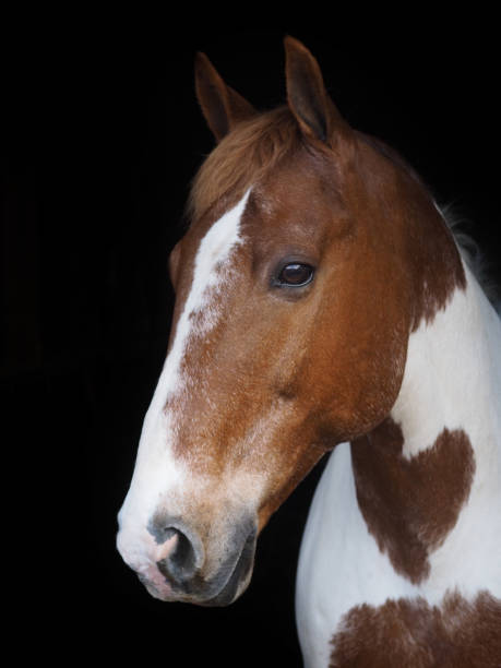 istock Skewbald Horse Head Shot 861542456