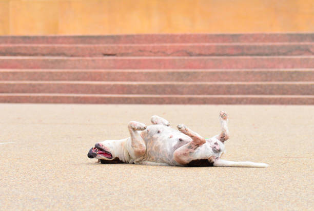istock Dog on floor kidding 861542592