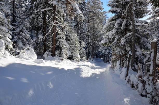 śnieżna zimowa ścieżka w lesie, tyrol austria - lake mountain north tirol austria zdjęcia i obrazy z banku zdjęć