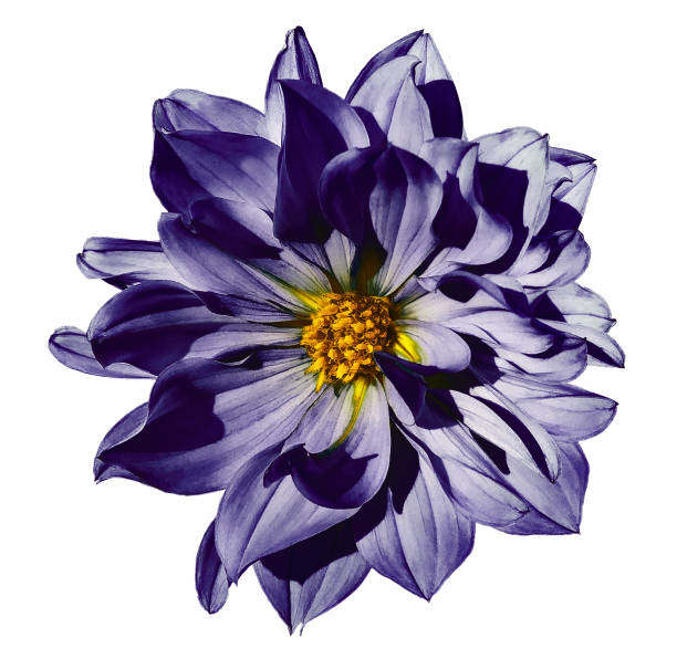 istock Dahlia violet flower  on an isolated white background with clipping path. Closeup. No shadows.  Nature. 861545558