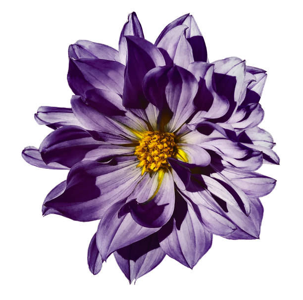 istock Dahlia violet flower  on an isolated white background with clipping path. Closeup. No shadows.  Nature. 861545604