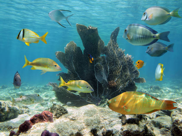 istock Sea fan and tropical fish 861545614