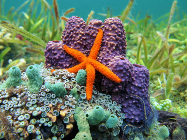 istock Sea star and sponges 861546454