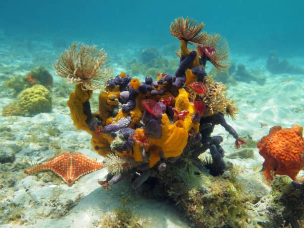 istock Seabed with colorful sea life 861546824
