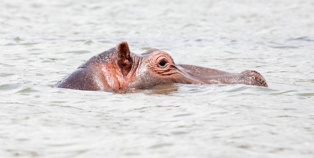 istock Hippopotamus in water with head above surface 861549596