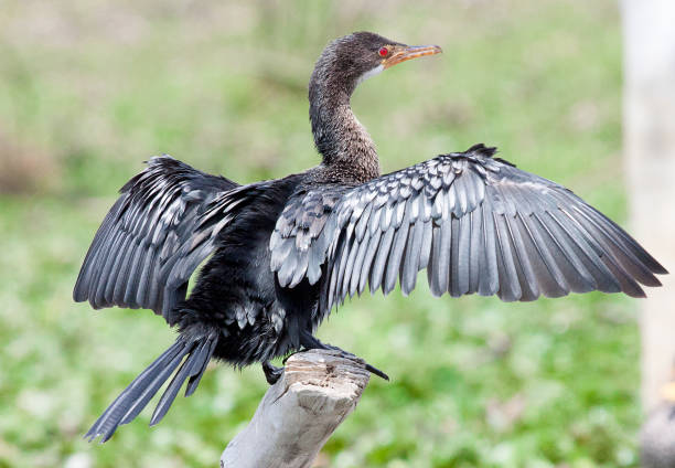 istock Long-tailed cormorant on branch with wings spread 861549894