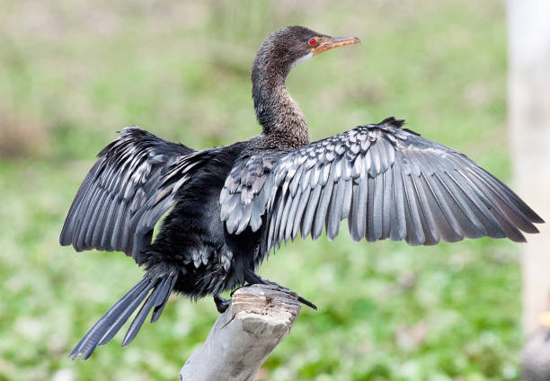 Long-tailed cormorant on branch with wings spread Long-tailed cormorant or reed cormorant (Microcarbo africanus) on branch with wings spread ready to take off phalacrocorax africanus stock pictures, royalty-free photos & images