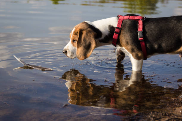istock Dog discovered a feather in the water (11 weeks) 861550104