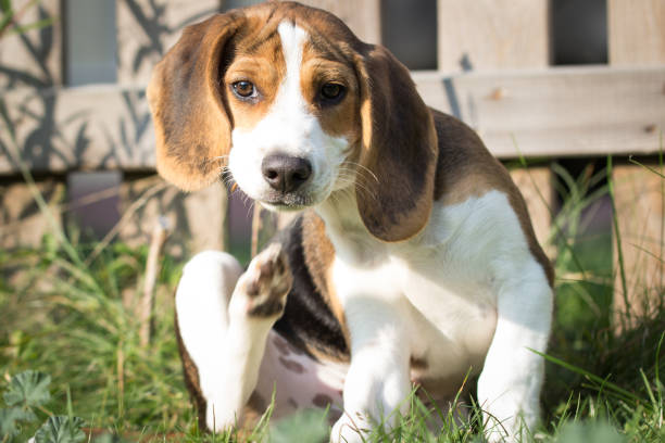 cane si gratta (13 settimane) - cute animal purebred dog brown foto e immagini stock