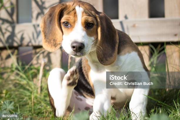 Dog Scratches Himself Stock Photo - Download Image Now - Dog, Scratching, Flea - Insect