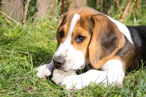 istock Beagle lies in the grass and has a stone in his mouth (12 weeks) 861550116