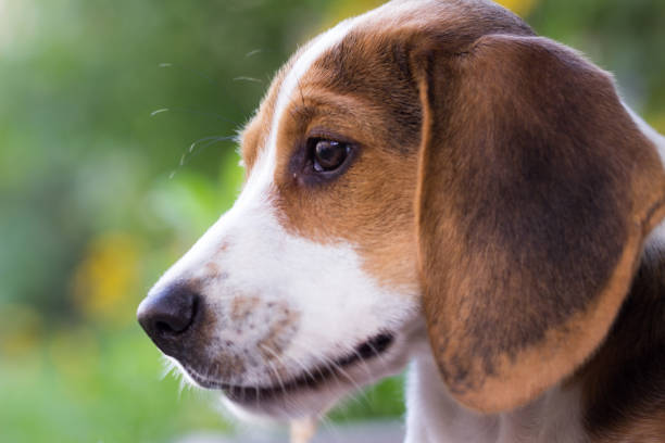 istock Portrait of a young beagles (13 weeks) 861550120