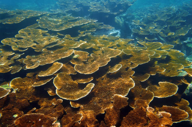 zeebodem met gezonde elkhorn koraal rif - acropora palmata stockfoto's en -beelden