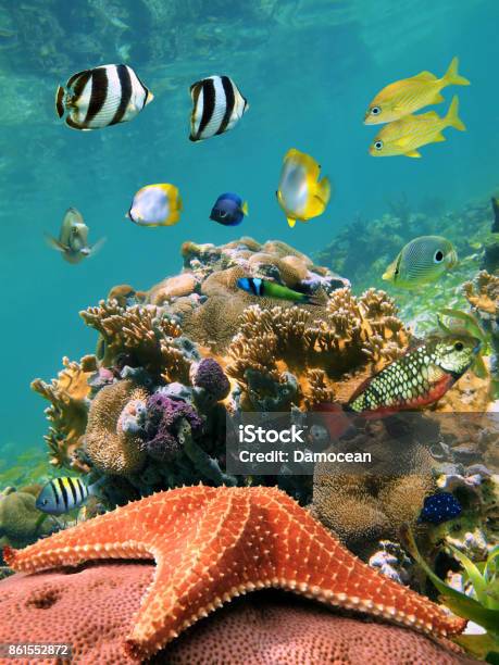 Sea Star And Fish Stock Photo - Download Image Now - Coral - Cnidarian, Mexico, Reef