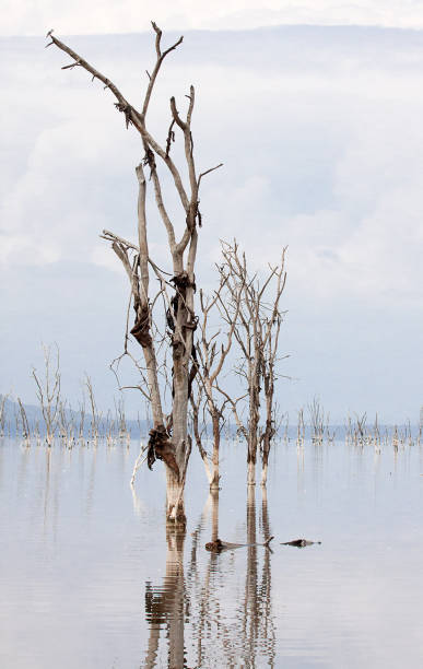 istock Dead trees in flooded lake 861553278