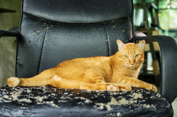 istock Red cat sitting on a chair was a scratch from a cat. 861553894