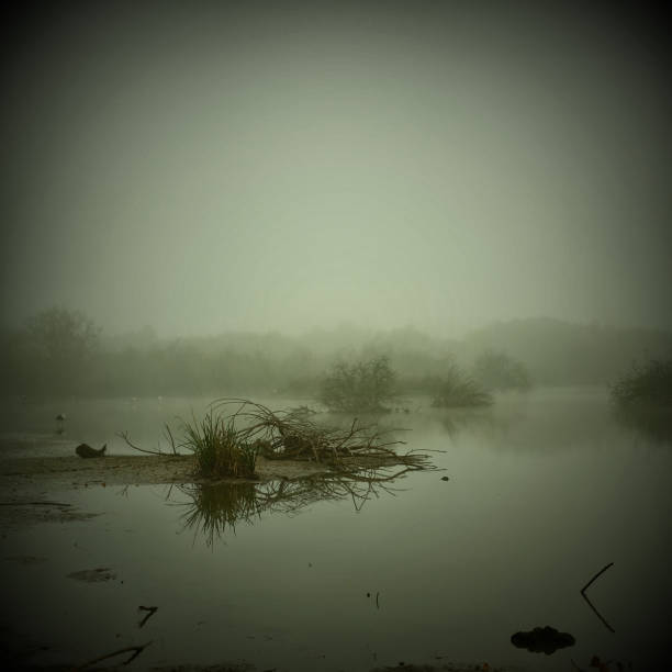Sunrise with mist over a lake at the wetlands.