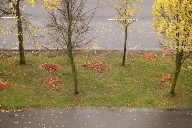 istock yellow leaves on grass autumn background 861560560