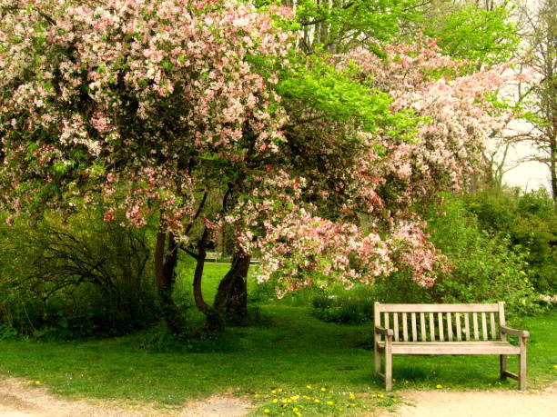 istock Bench in the garden 861561712