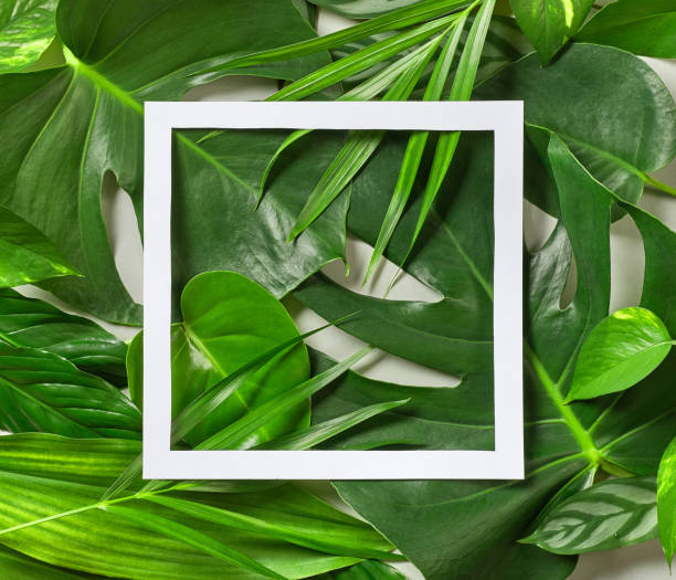 istock Various tropical leaves and white paper frame 861564544