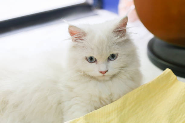 istock white persian cat is playing with yellow chamois cloth on the floor 861565526