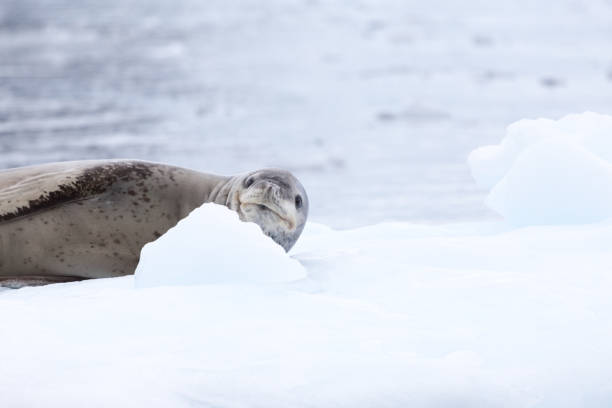 istock A Leopard Seal in the antarctic Peninsula 861565724