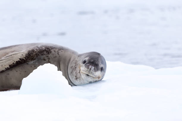 istock A Leopard Seal in the antarctic Peninsula 861565736