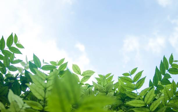 istock Green leaves and sky background. 861568488