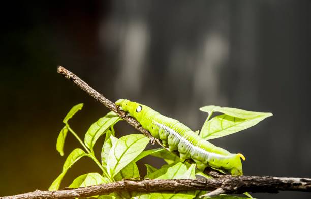 キャタピラー、大きな青虫、緑の巨大なワーム。それは枝です。 - butterfly swallowtail butterfly caterpillar black ストックフォトと画像