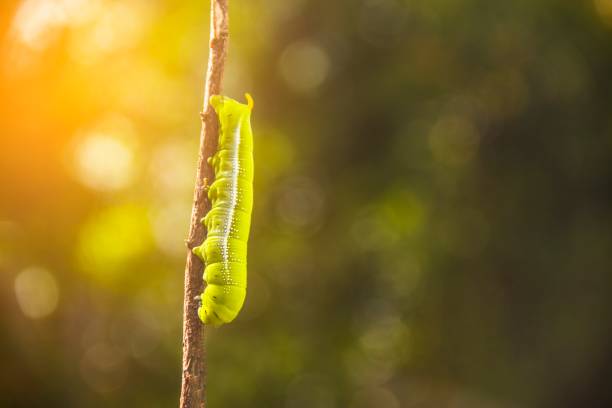 キャタピラー、大きな青虫、緑の巨大なワーム。それは枝です。 - butterfly swallowtail butterfly caterpillar black ストックフォトと画像