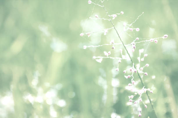istock soft focus  grass flower  in morning sunlight  background 861572308