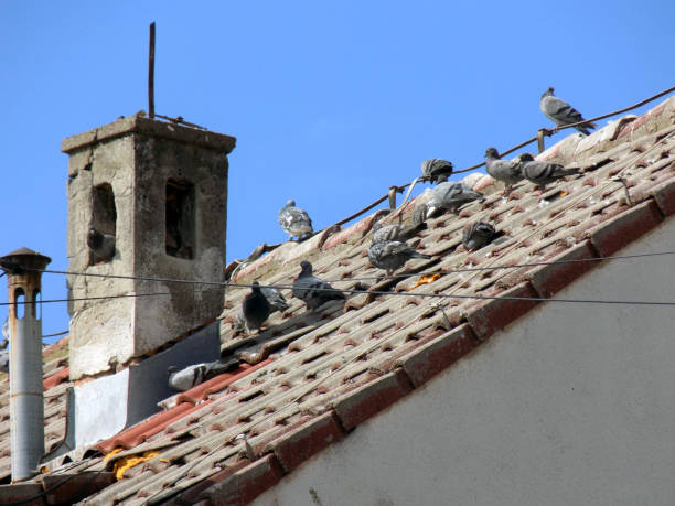 istock Flock of pigeons on the old roof 861572446