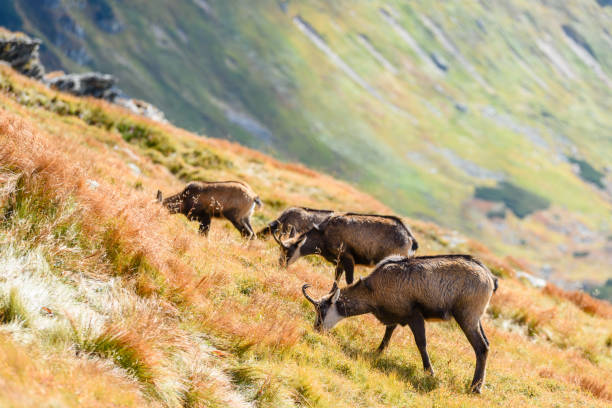 istock wild goats in the mountains 861575766