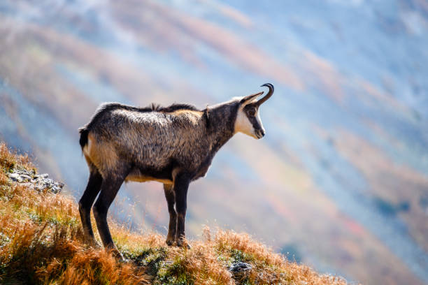 istock wild goats in the mountains 861575818