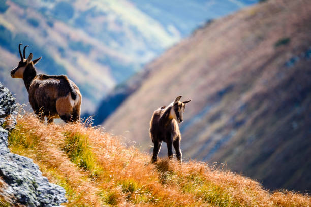 istock wild goats in the mountains 861575858