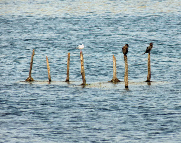 水鳥が川の真ん中にポールの上に立つ - waterbirds ストックフォトと画像