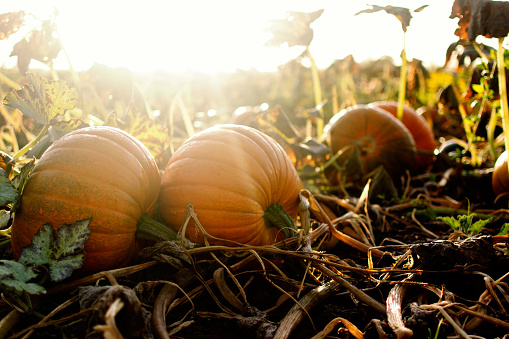 Orange and white baby pumpkins for sale at the market