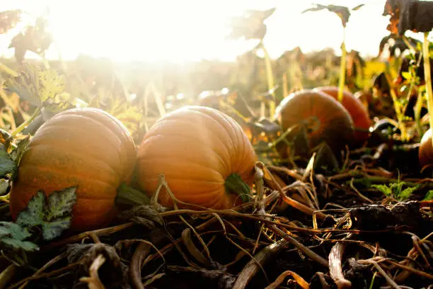 Large pumpkins in autumnal morning sunshine in a field
