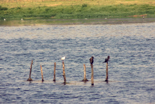 강 중간 기둥에 물새 스탠드 - waterbirds 뉴스 사진 이미지