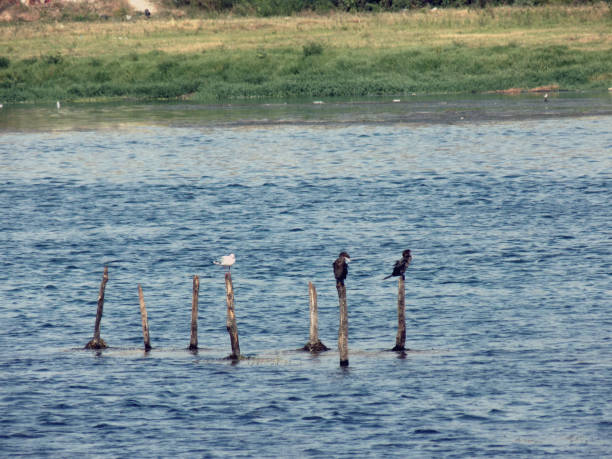 水鳥が川の真ん中にポールの上に立つ - waterbirds ストックフォトと画像