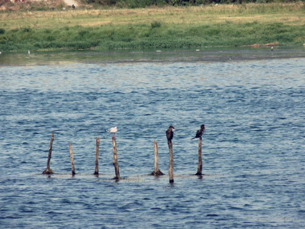 водяные птицы стоит на полюсе посреди реки - waterbirds стоковые фото и изображения