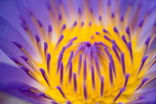 istock close up pollen purple lotus 861580066