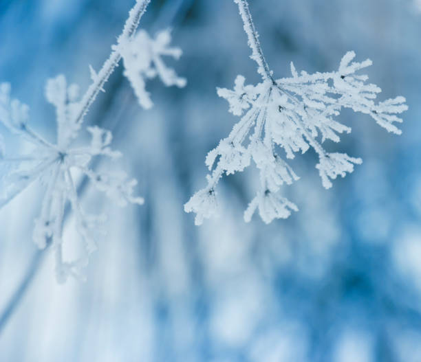istock Plant in frost  , winter  nature background 861584170