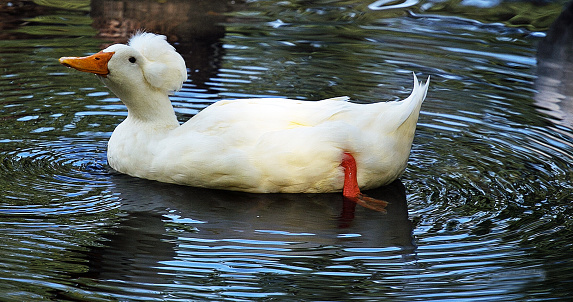 white pompon duck